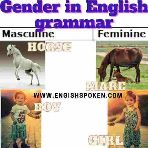 Genders in English grammar - englishspoken kinds of Genders